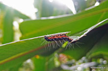 Chenille - Costa Rica